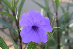 Sức khỏe tinh thần: những nhầm lẫn phổ biến nhất