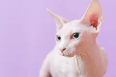 Dùng Đồ chơi bạo dâm, cosplay cùng bạn đời: những điều nên thống nhất trước