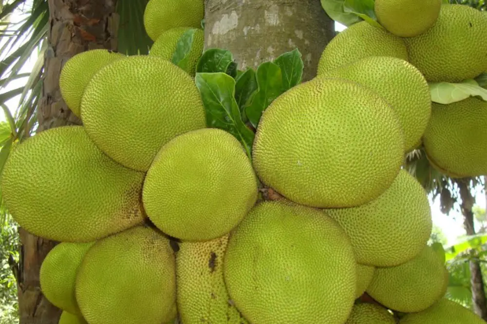 Du lịch Đà Lạt: những nhầm lẫn phổ biến nhất