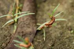 Giải đáp các câu hỏi thường gặp về Trứng rung tình yêu