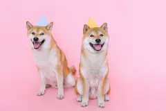 Dùng Đồ chơi kích hậu cùng bạn đời: những điều nên thống nhất trước