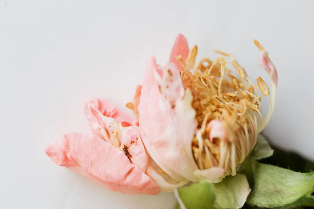 Bảo hành và đổi trả Dương vật giả có đế: cần biết trước điều gì?