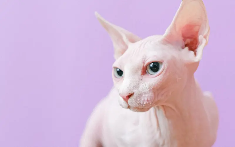 Mua và nhận Miệng, hậu môn giả kín đáo: quy trình diễn ra thế nào?
